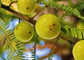 Amla Extract